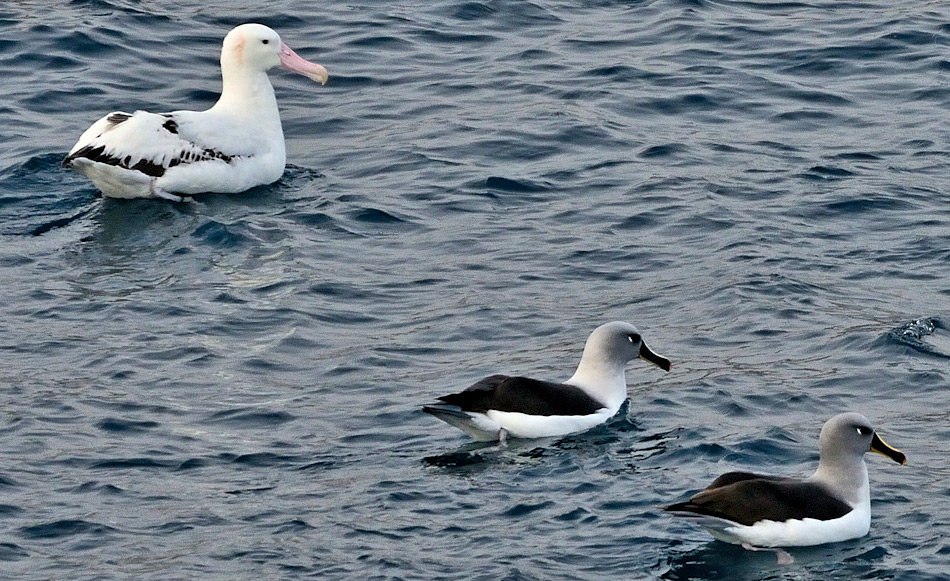 Der Wanderalbatros ist der grösste Meeresvogel der Welt mit einer Spannweite von über 3.5 Meter. Sein Cousin, der Graukopfalbatros, misst „nur“ 2.5 Meter. Beide untersuchten Arten brüten auf Südgeorgien und jetzt scheinen ihre Zahlen zu fallen. Bild: Michael Wenger