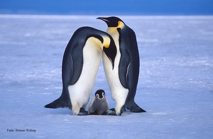 Kaiserpinguin-Familie