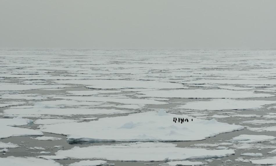 Meereis ist auch biologisch gesehen fÃ¼r Pinguine und Robben wichtig. Die Schollen bilden RuheplÃ¤tze im ansonsten strukturlosen Ozean. GemÃ¤ss der neuen Studie treiben sie aber auch die OzeanstrÃ¶mungen an. Bild: Michael Wenger