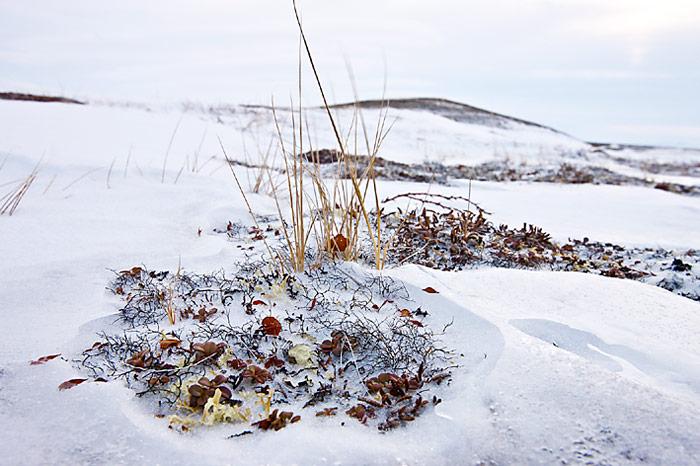 Chukotka-Herbstlaub