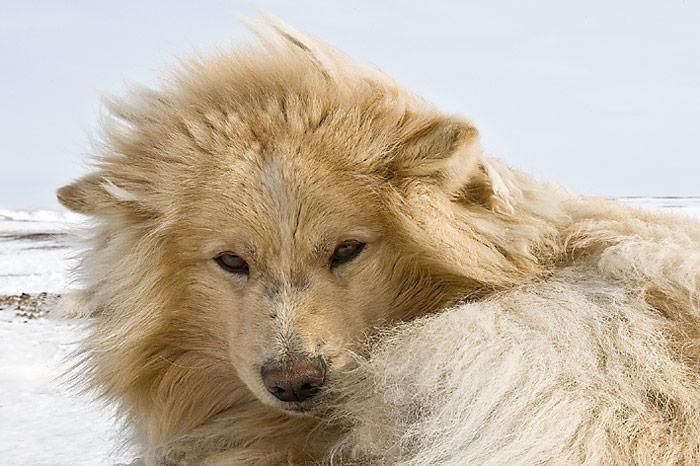 Chukotka-Husky