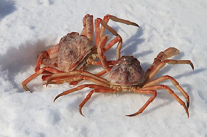 040_Chukotka
